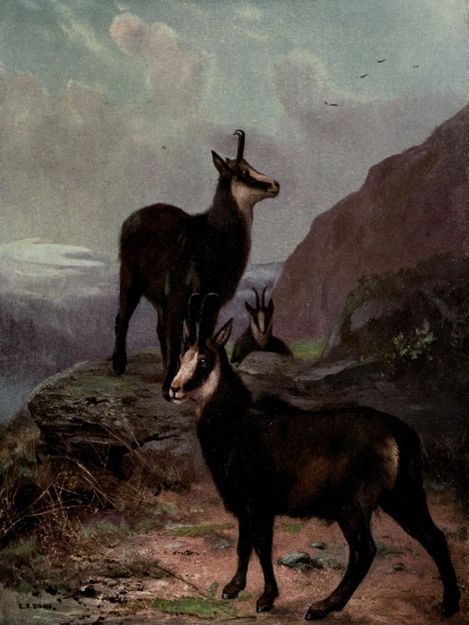 Wild beasts of the World 1909 Chamois Canvas Art - Cuthbert E Swan (18 x 24)