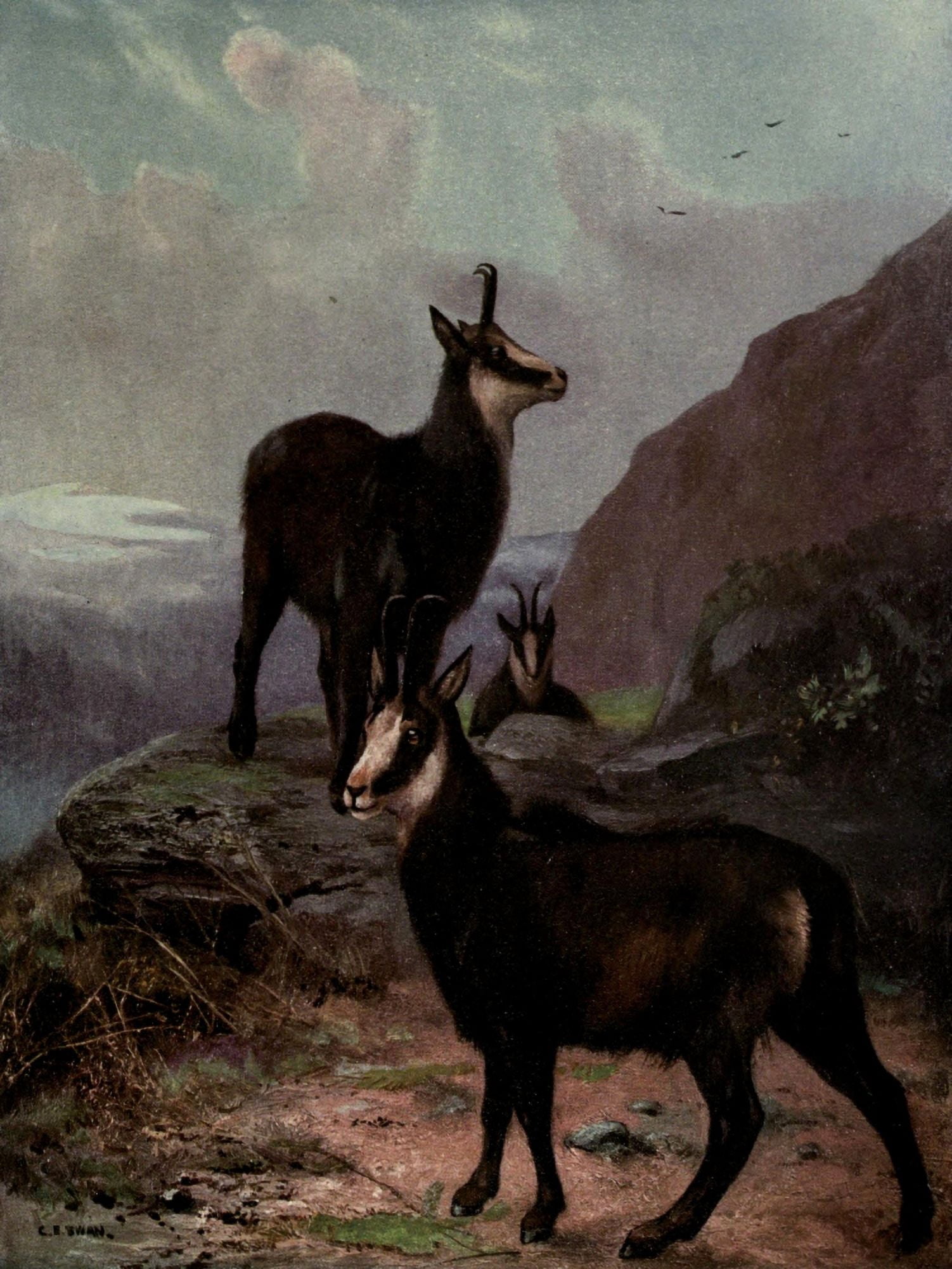 Wild beasts of the World 1909 Chamois Canvas Art - Cuthbert E Swan (24 x 36)