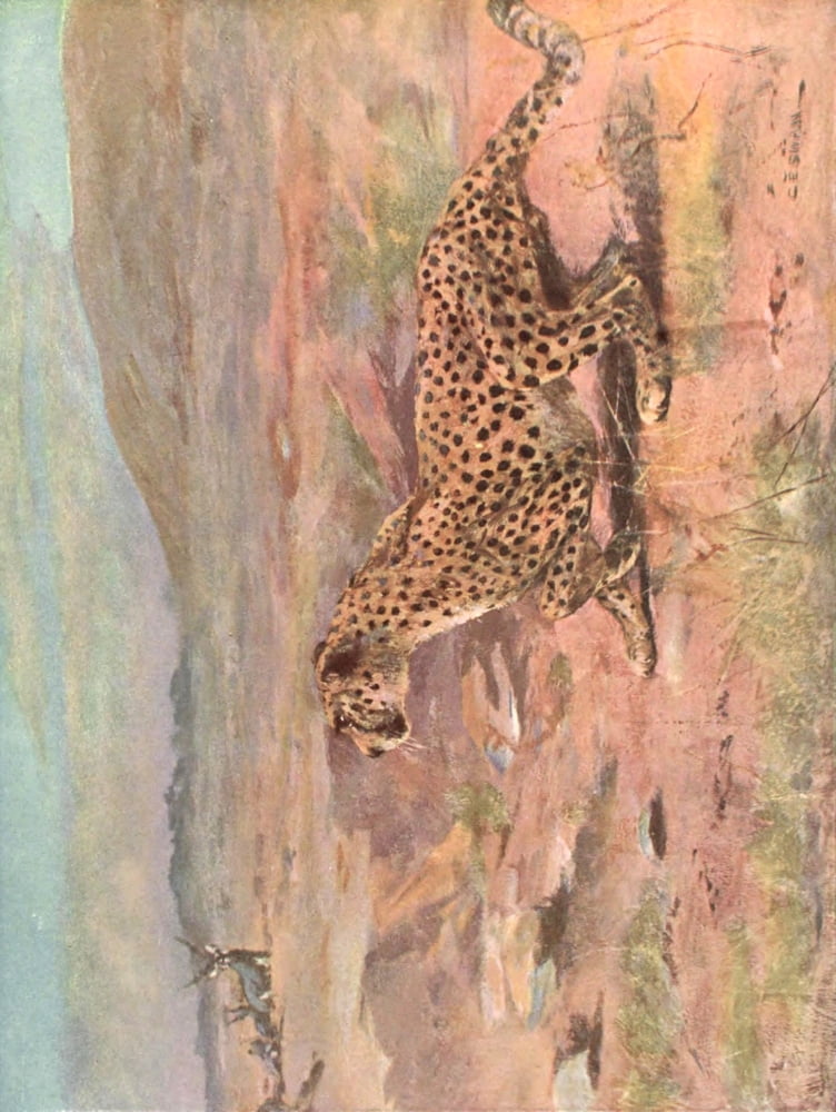 Wild beasts of the World 1909 Cheetah Canvas Art - Cuthbert E Swan (18 x 24)