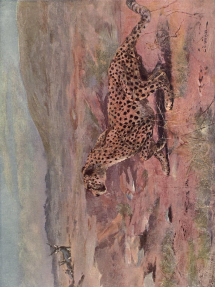 Wild beasts of the World 1909 Cheetah Canvas Art - Cuthbert E Swan (24 x 36)