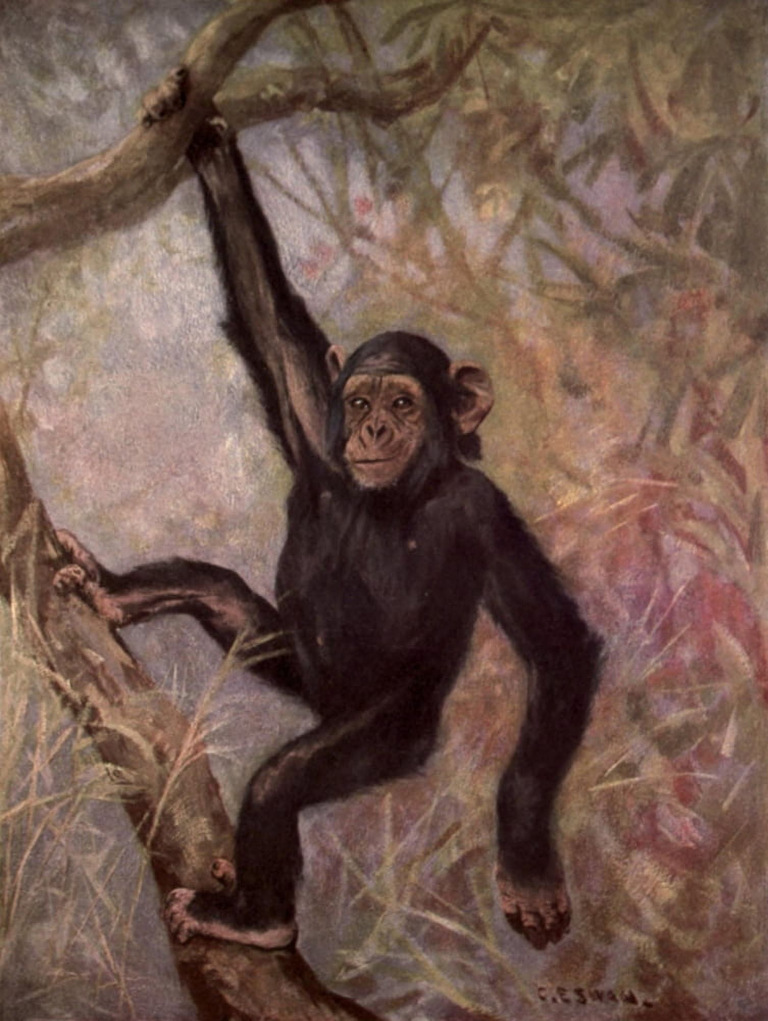 Wild beasts of the World 1909 Chimpanzees Canvas Art - Cuthbert E Swan (24 x 36)