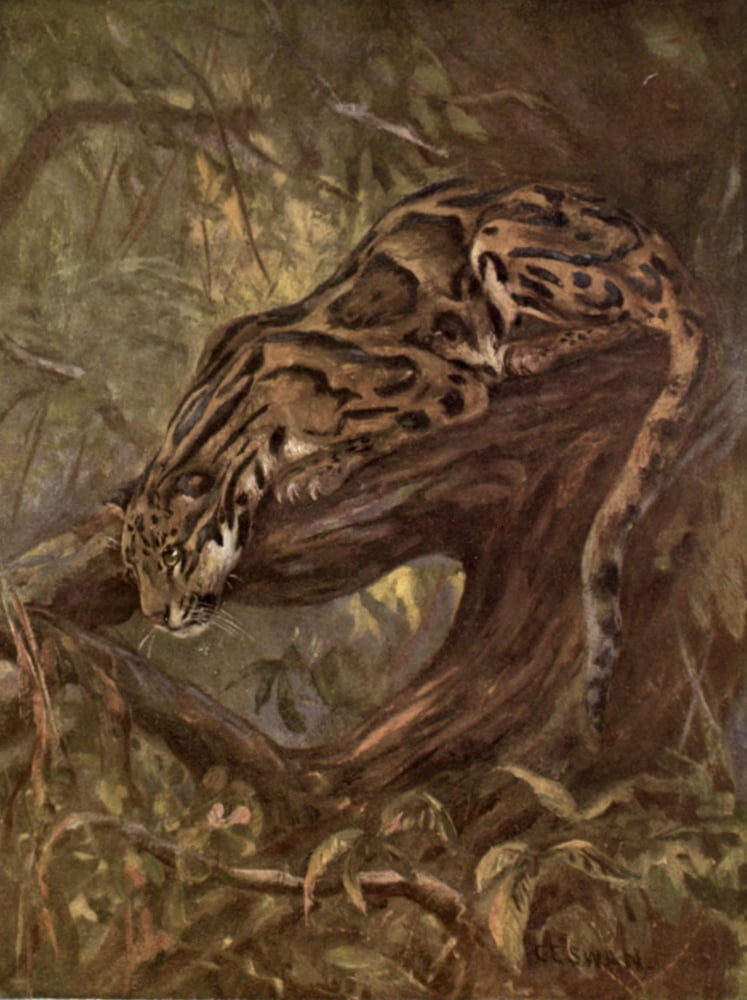 Wild beasts of the World 1909 Clouded leopard Canvas Art - Cuthbert E Swan (24 x 36)