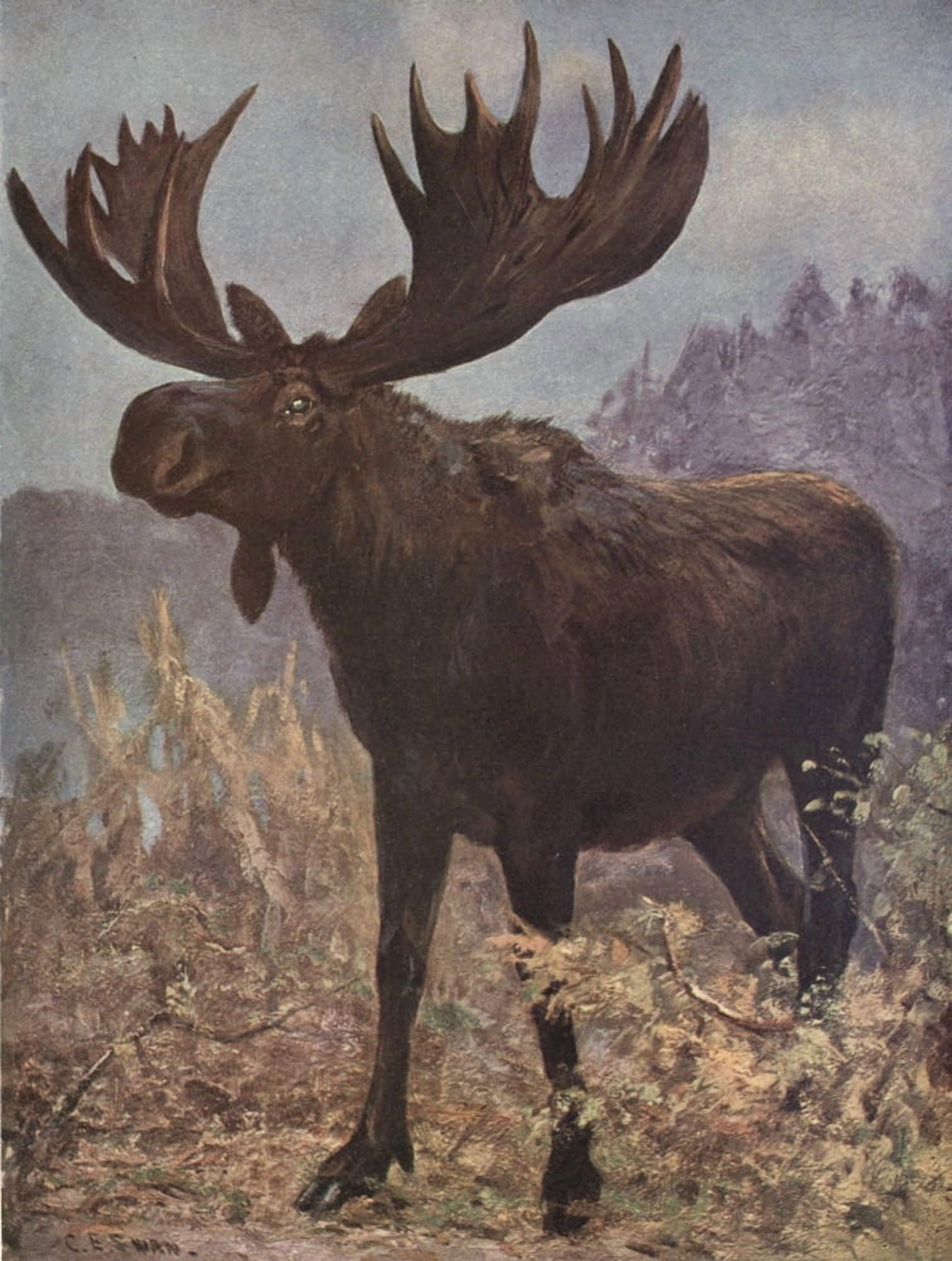 Wild beasts of the World 1909 Elk Canvas Art - Cuthbert E Swan (18 x 24)