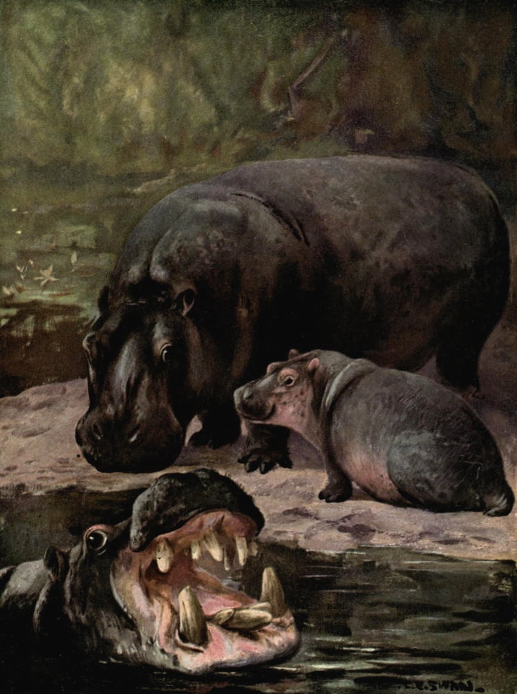 Wild beasts of the World 1909 Hippopotami Canvas Art - Cuthbert E Swan (24 x 36)