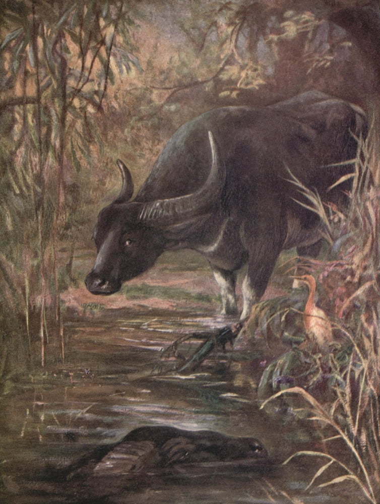 Wild beasts of the World 1909 Indian Buffaloes Canvas Art - Cuthbert E Swan (24 x 36)