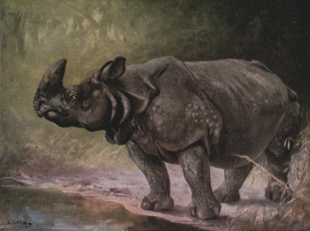 Wild beasts of the World 1909 Indian one-horned Rhinocerous Canvas Art - Cuthbert E Swan (24 x 36)