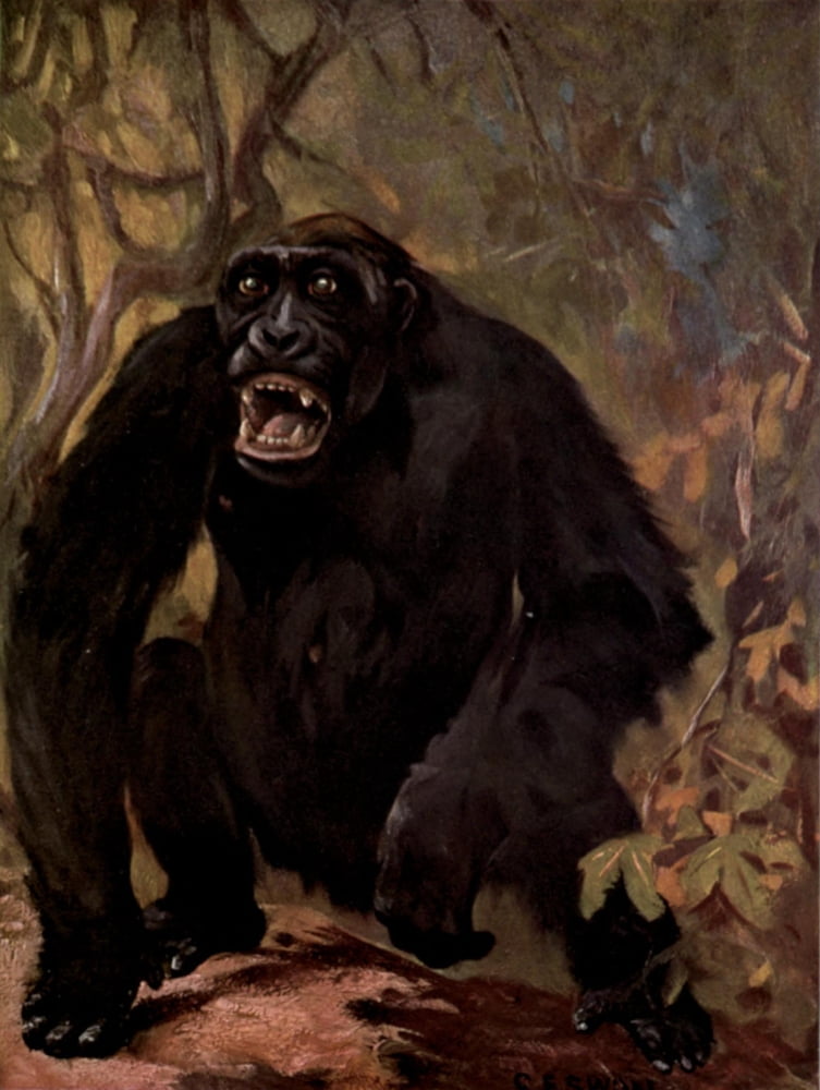 Wild beasts of the World 1909 Male gorilla Canvas Art - Cuthbert E Swan (24 x 36)