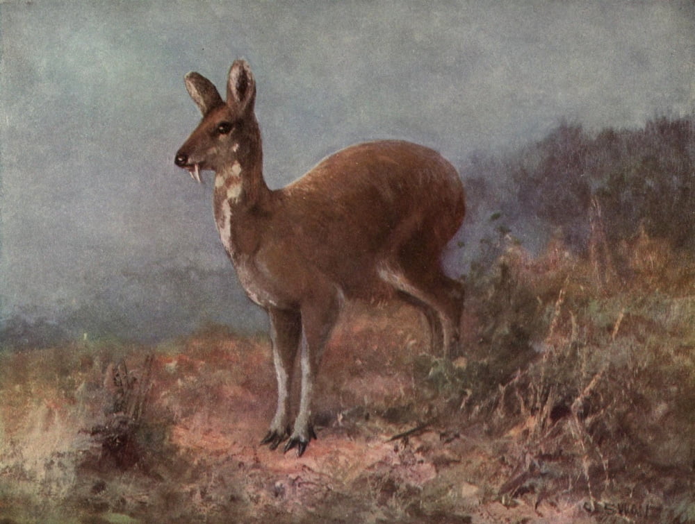 Wild beasts of the World 1909 Musk deer Canvas Art - Cuthbert E Swan (18 x 24)