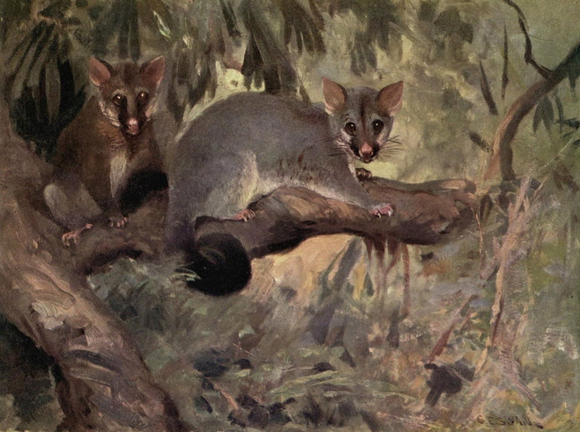 Wild beasts of the World 1909 Opossum Canvas Art - Cuthbert E Swan (18 x 24)