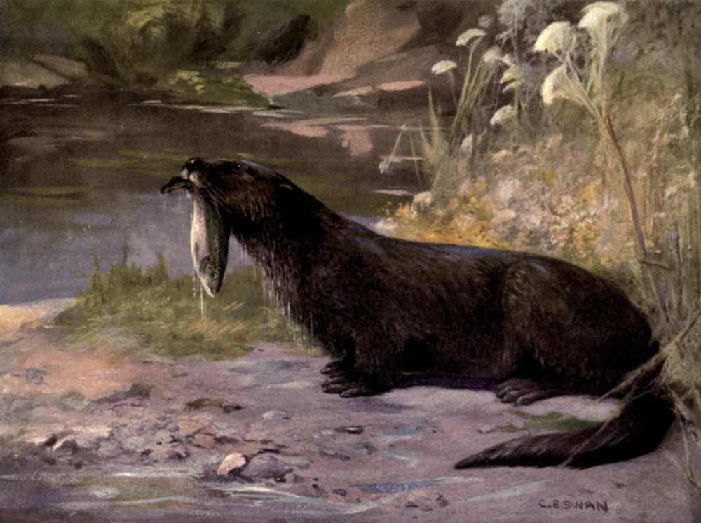 Wild beasts of the World 1909 Otter Canvas Art - Cuthbert E Swan (18 x 24)