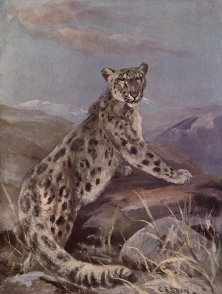 Wild beasts of the World 1909 Ounce (snow leopard) Canvas Art - Cuthbert E Swan (18 x 24)