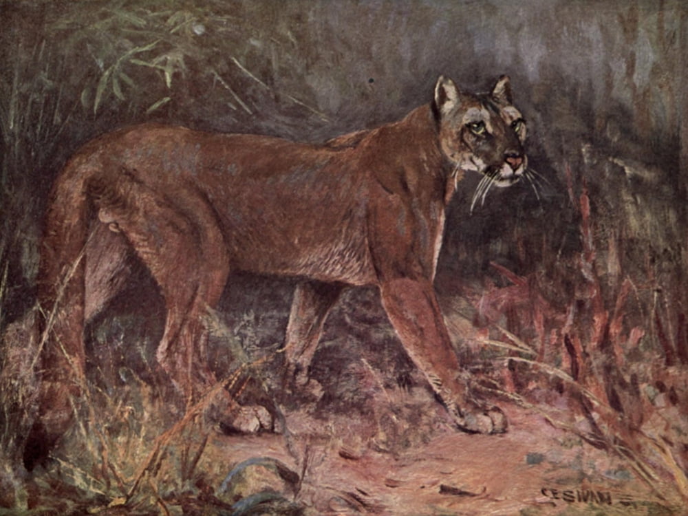 Wild beasts of the World 1909 Puma Canvas Art - Cuthbert E Swan (18 x 24)