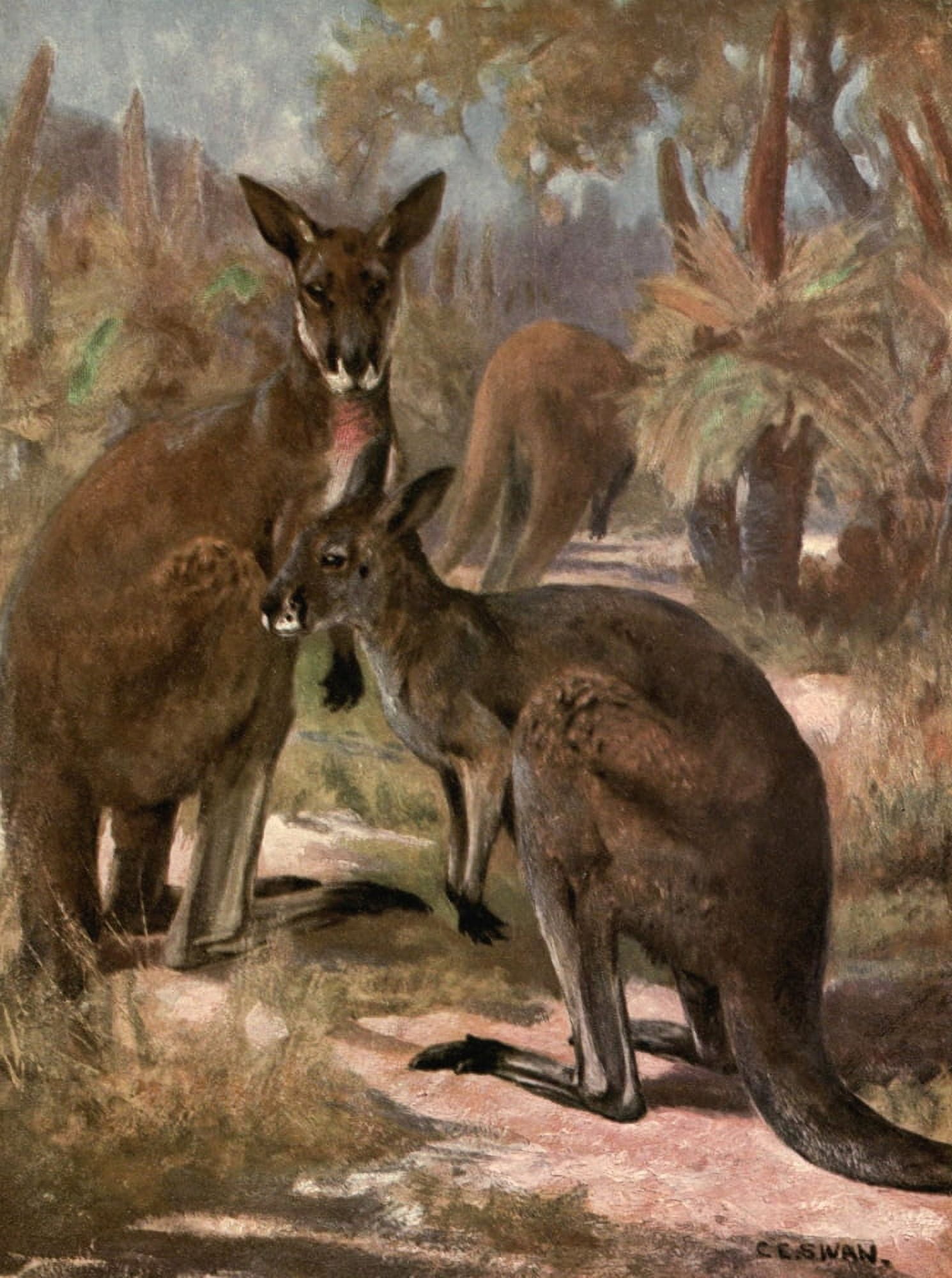 Wild beasts of the World 1909 Red kangaroos Canvas Art - Cuthbert E Swan (18 x 24)