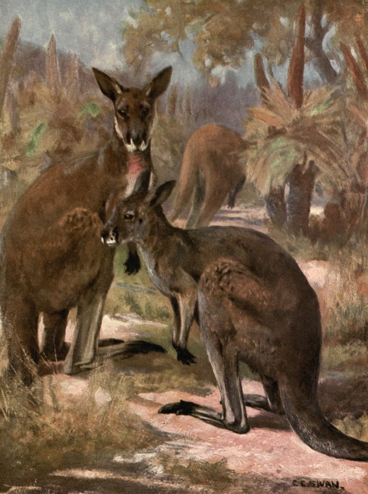 Wild beasts of the World 1909 Red kangaroos Canvas Art - Cuthbert E Swan (24 x 36)