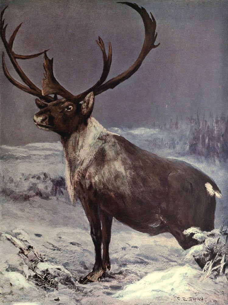 Wild beasts of the World 1909 Reindeer Canvas Art - Cuthbert E Swan (18 x 24)