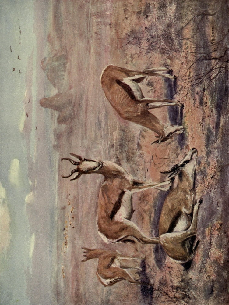 Wild beasts of the World 1909 Springboks Canvas Art - Cuthbert E Swan (24 x 36)