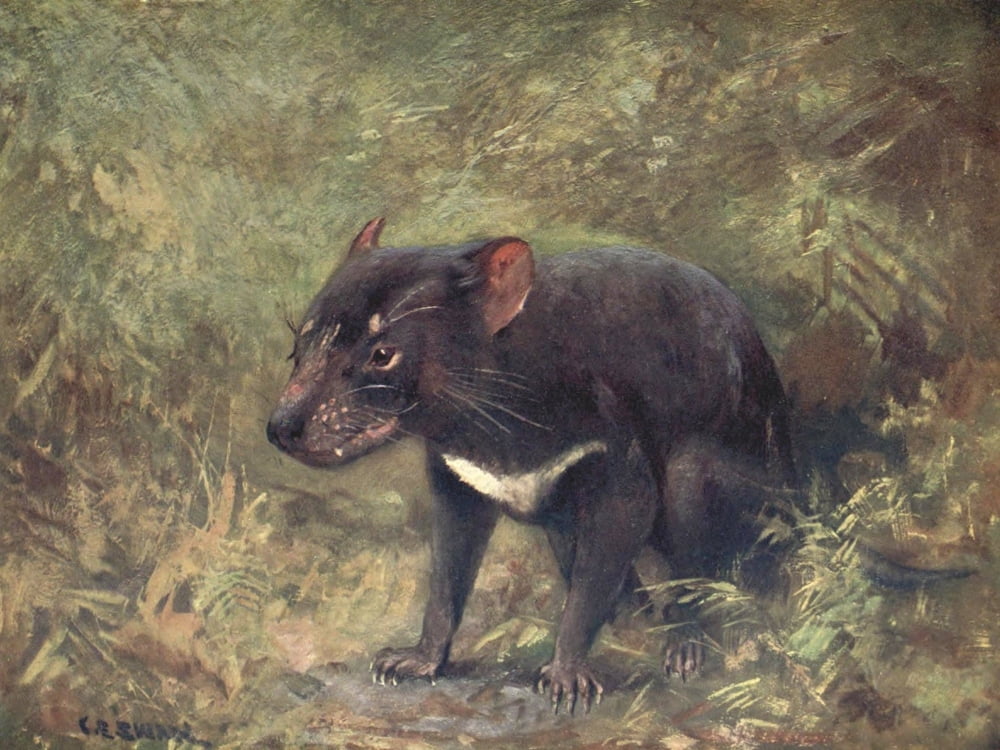 Wild beasts of the World 1909 Tasmanian Devil Canvas Art - Cuthbert E Swan (18 x 24)