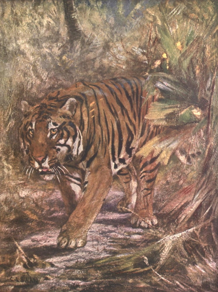 Wild beasts of the World 1909 Tiger Canvas Art - Cuthbert E Swan (18 x 24)