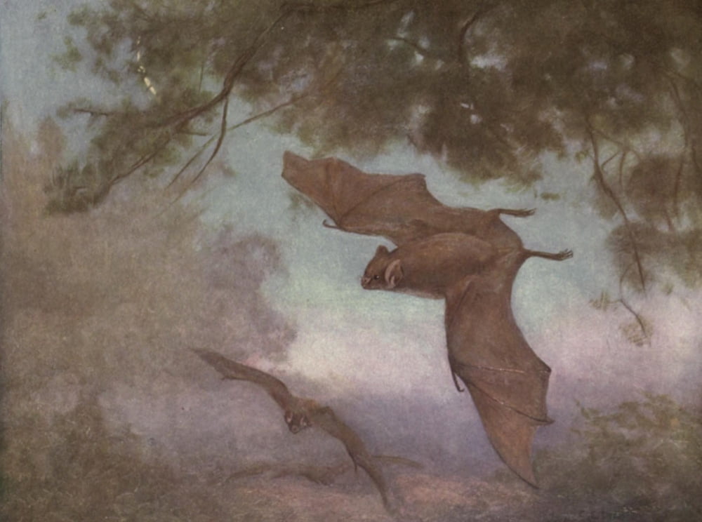 Wild beasts of the World 1909 Vampires Canvas Art - Cuthbert E Swan (24 x 36)