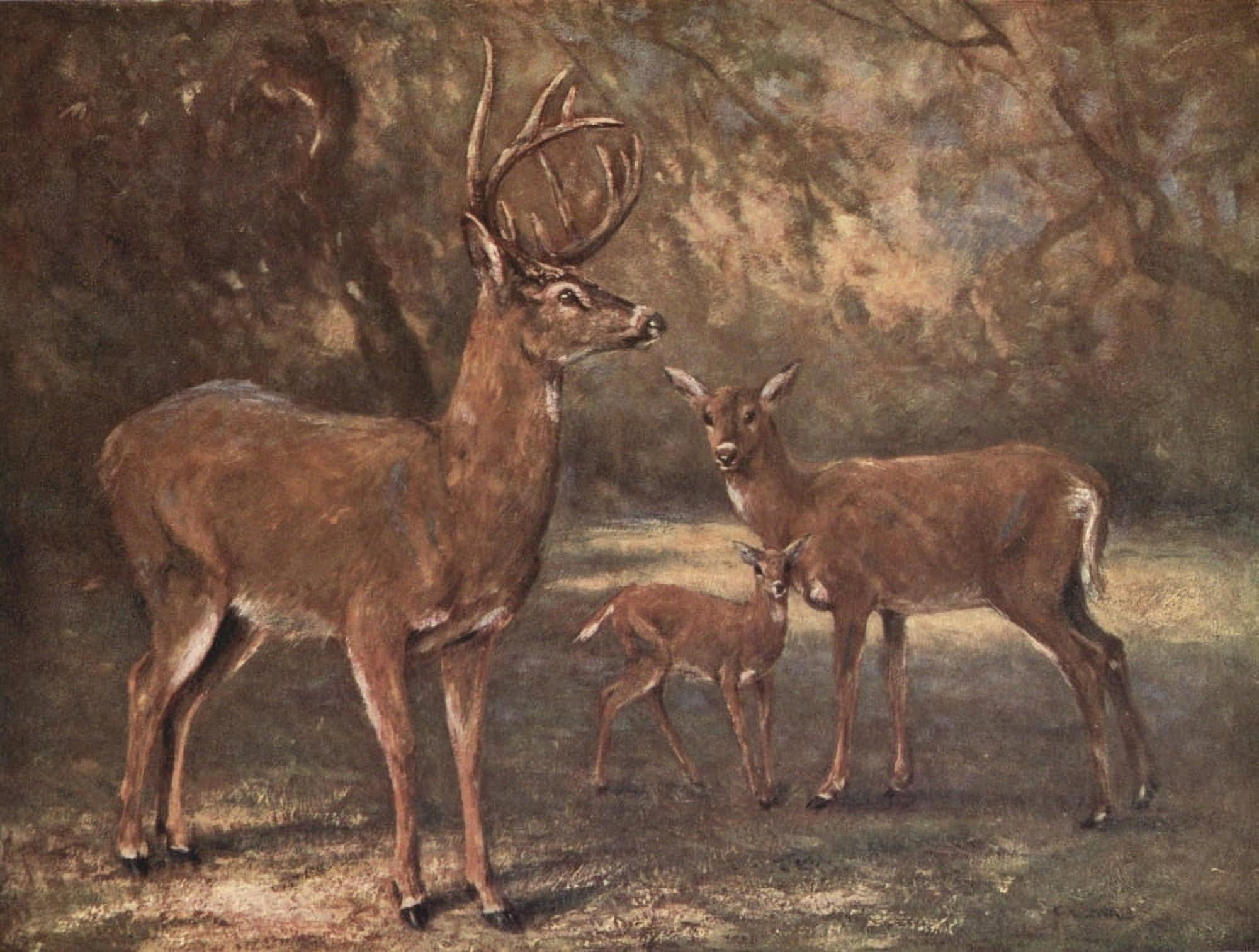 Wild beasts of the World 1909 Virginian Deer Canvas Art - Cuthbert E Swan (24 x 36)