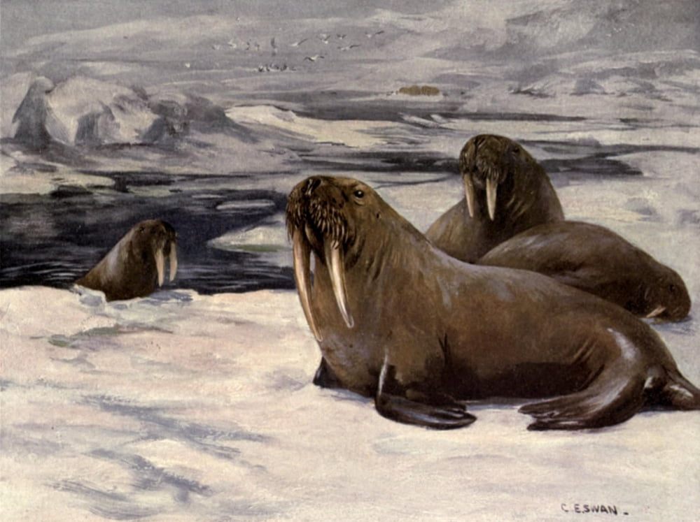 Wild beasts of the World 1909 Walruses Canvas Art - Cuthbert E Swan (18 x 24)