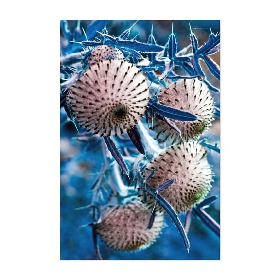 Wild, blue thistles in the Berlin Botanical Garden - Bezirk Steglitz-Zehlendorf Berlin Germany Photography Abstract Botanical Surrealism Nature Floral Unframed Wall Art Print 20 x 28 inches