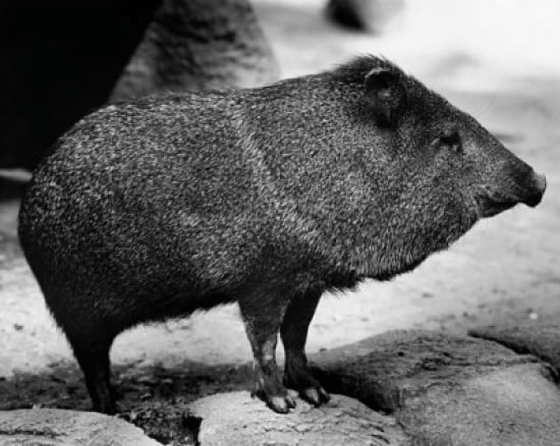 Wild boar standing (Sus scrofa) Canvas Art - (24 x 36)