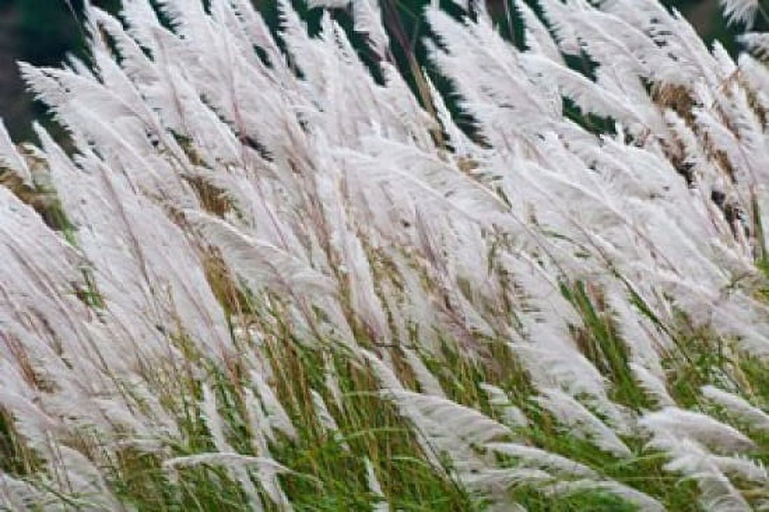 Wild dogtail grasses swaying in wind Bhutan Canvas Art - Keren Su DanitaDelimont (35 x 23)