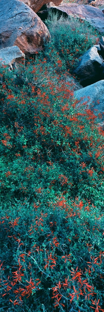 Wild flowers Anza Borrego Desert State Park Borrego Springs California USA Canvas Art - Panoramic Images (27 x 9)