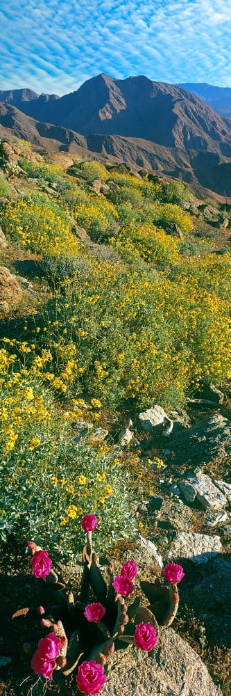 Wild flowers Anza Borrego Desert State Park Borrego Springs California USA Canvas Art - Panoramic Images (27 x 9)