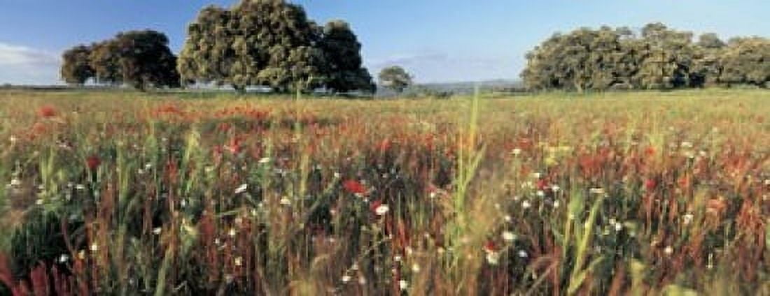 Wild flowers in a field Andalucia Spain Canvas Art - Panoramic Images (15 x 6)