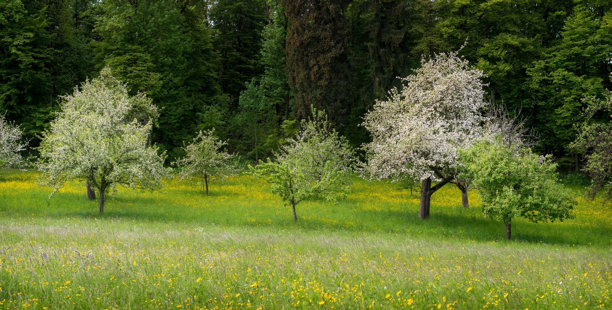 Wild flowers with blossoming apple trees in a field Baden-Wurttemberg Germany Canvas Art - Panoramic Images (12 x 24)