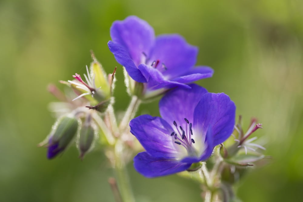 Wild geranium (Geranium pratense Black Forest Germany Canvas Art - Carl Bruemmer Design Pics (38 x 24)