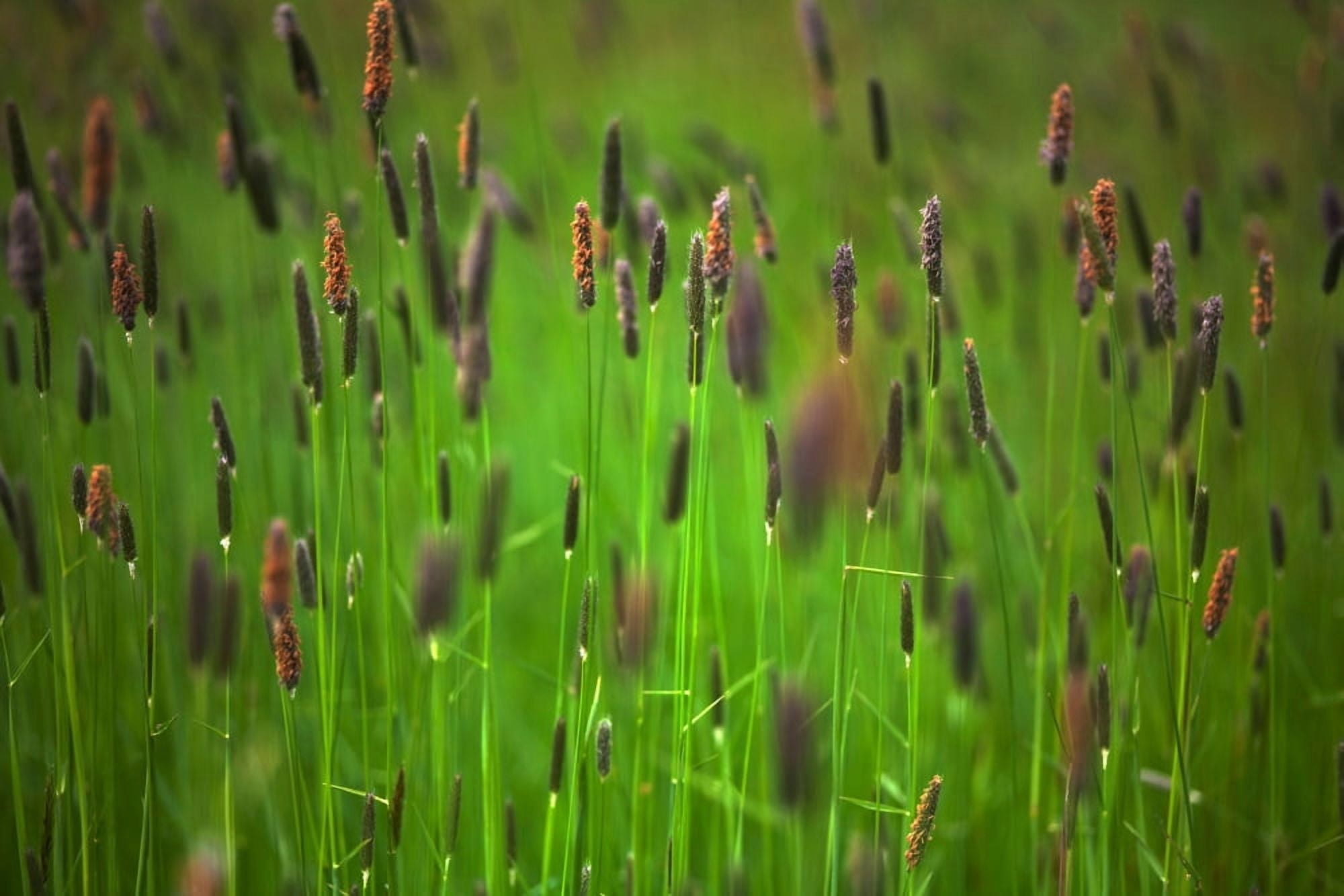 Wild meadow grass on Waterford Island County Waterford Ireland Canvas Art - Panoramic Images (27 x 9)