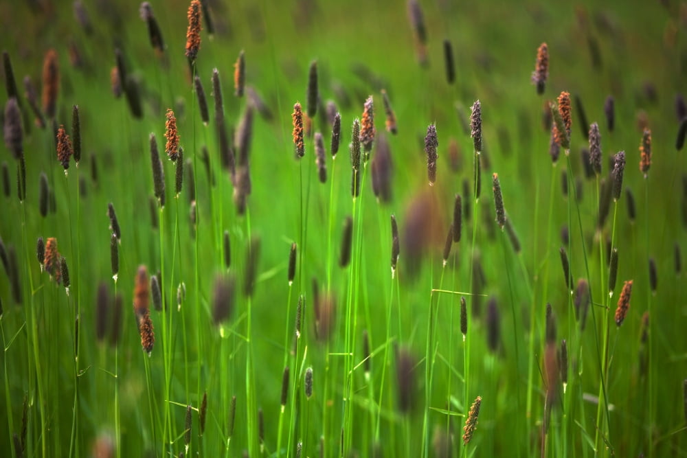 Wild meadow grass on Waterford Island County Waterford Ireland Canvas Art - Panoramic Images (36 x 12)