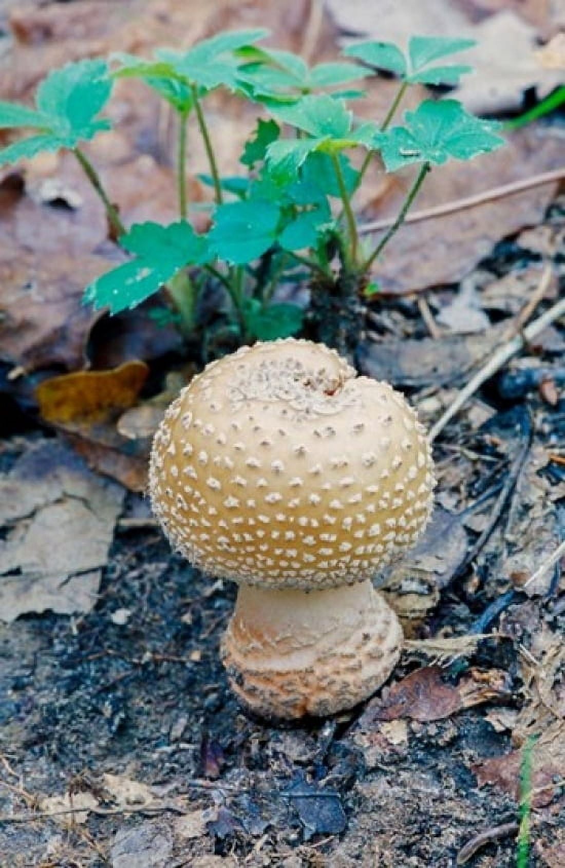 Wild mushroom growing from forest detritus Canvas Art - Ali Kabas DanitaDelimont (24 x 36)
