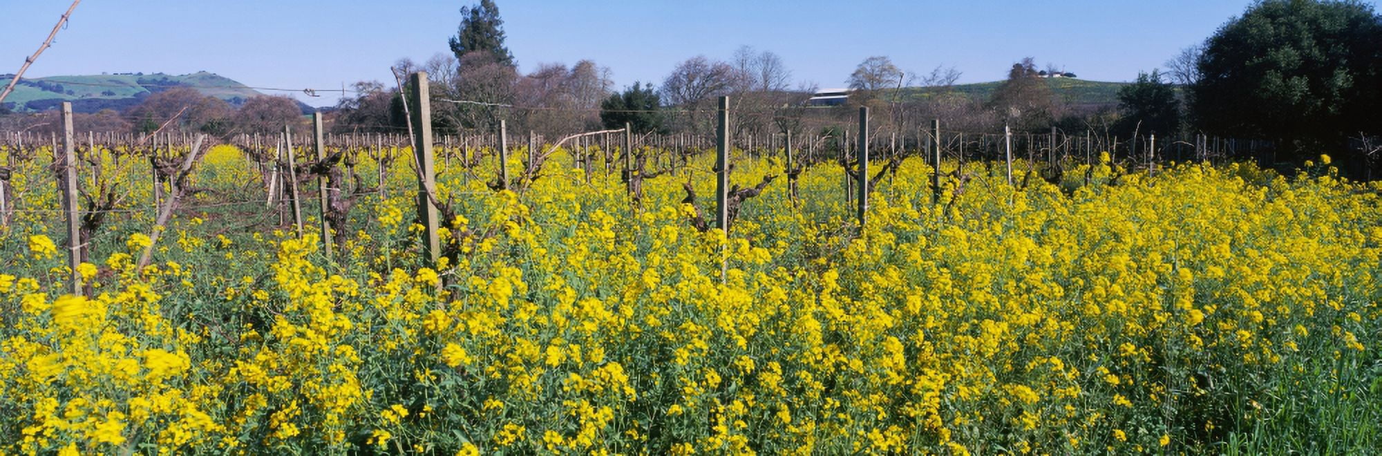 Wild mustard in a vineyard Carneros District Napa Valley California USA Canvas Art - Panoramic Images (27 x 9)