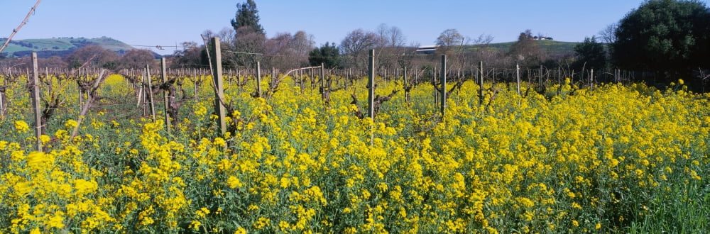 Wild mustard in a vineyard Carneros District Napa Valley California USA Canvas Art - Panoramic Images (36 x 12)