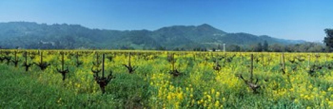 Wild mustard in a vineyard Napa Valley California USA Canvas Art - Panoramic Images (18 x 6)