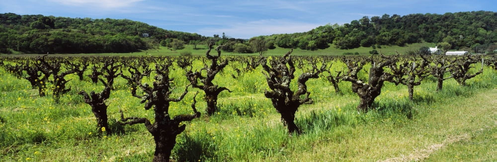 Wild mustard in a vineyard Napa Valley California USA Canvas Art - Panoramic Images (27 x 9)