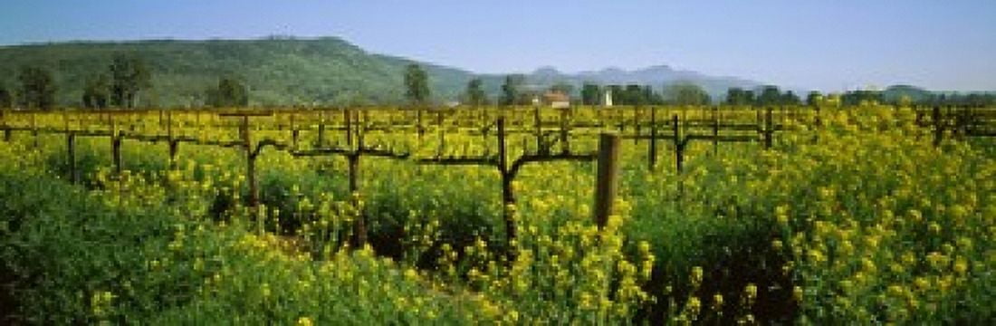 Wild mustard in a vineyard Napa Valley California USA Canvas Art - Panoramic Images (36 x 12)