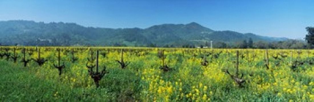 Wild mustard in a vineyard Napa Valley California USA Canvas Art - Panoramic Images (36 x 12)