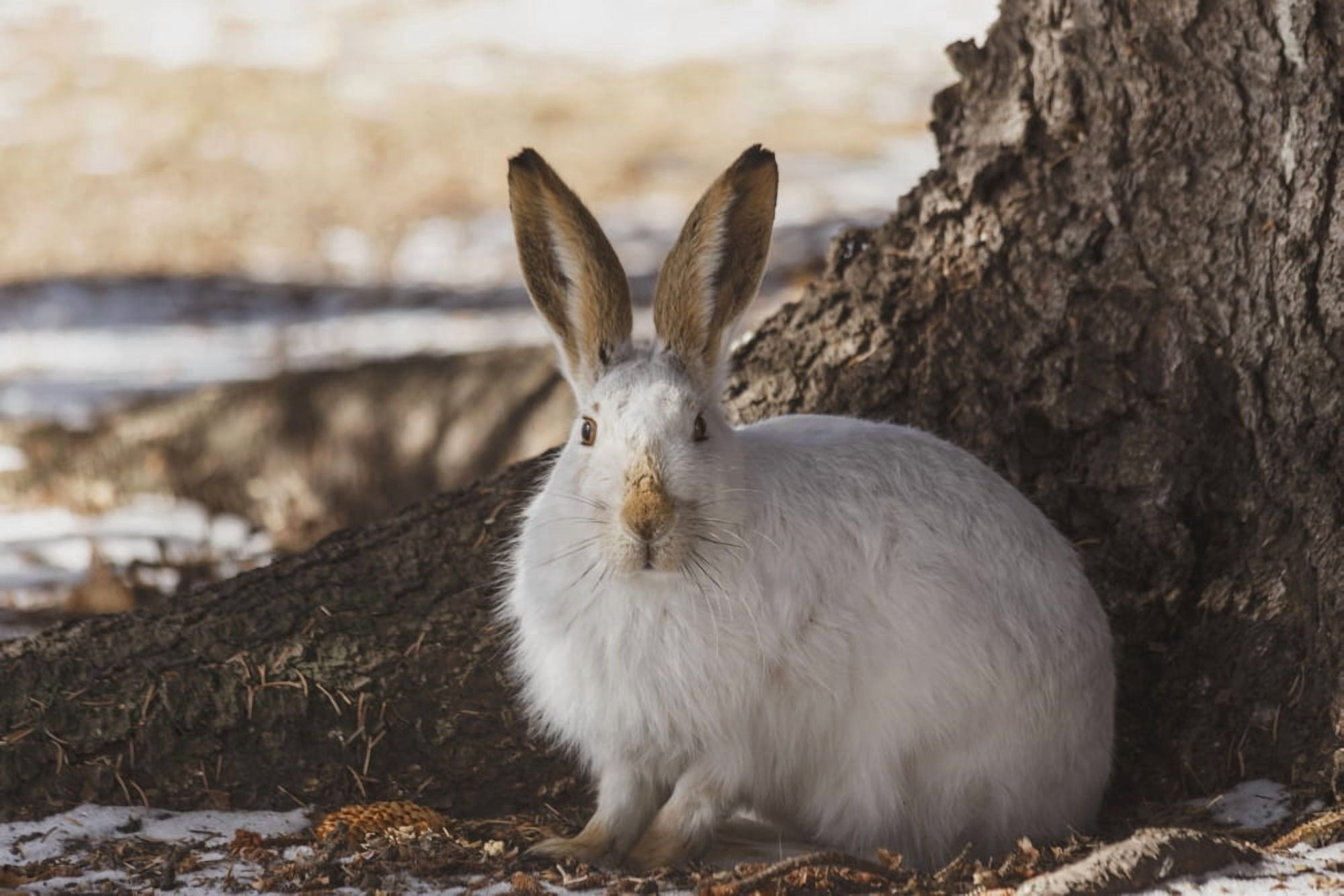 Wild prairie harewhite-tailed jack rabbit (Lepus townsendii) in winter fur at the foot of a spruce tree Edmonton Alberta Canada Canvas Art - Jean A H Jackson Design Pics (38 x 24)
