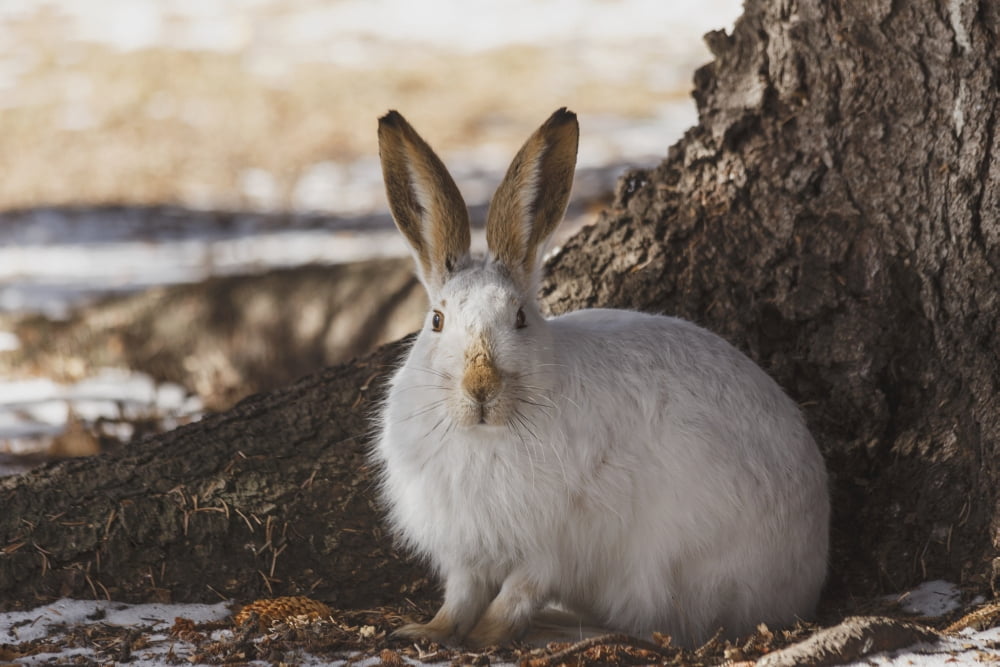 Wild prairie harewhite-tailed jack rabbit (Lepus townsendii) in winter fur at the foot of a spruce tree Edmonton Alberta Canada Canvas Art - Jean A H Jackson Design Pics (19 x 12)