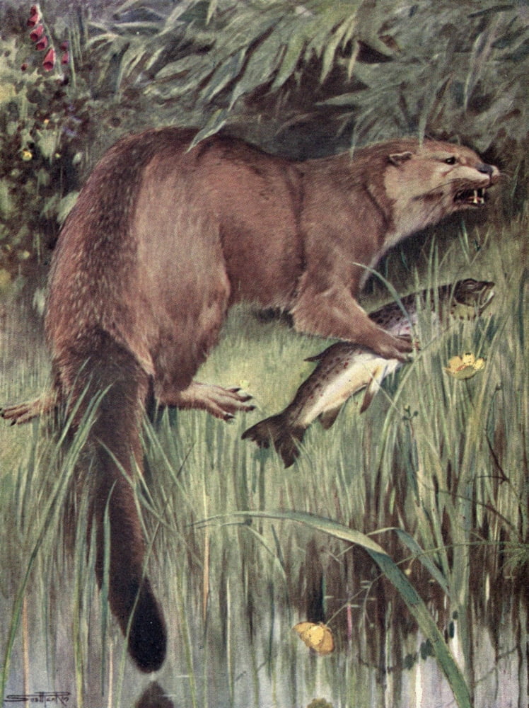 Wild sports & Natural History of Highlands 1919 Otter Canvas Art - Andrew Scott Rankin (18 x 24)