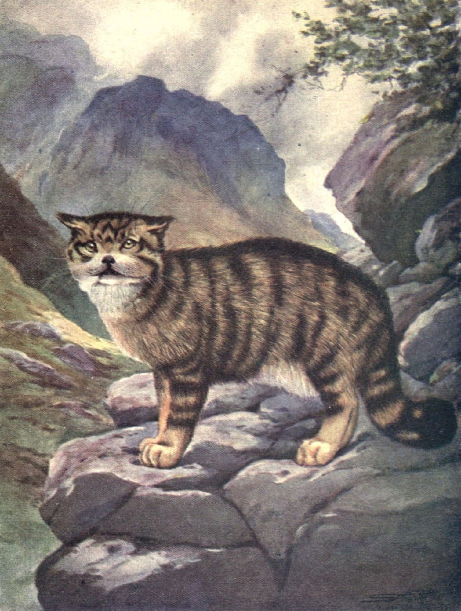 Wild sports & Natural History of Highlands 1919 Wild Cat Canvas Art - Andrew Scott Rankin (18 x 24)