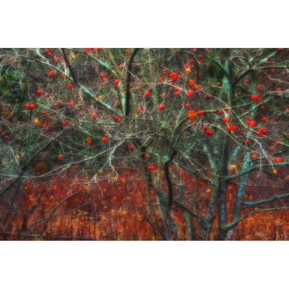 Wild tree in November; Bedford Nova Scotia Canada Poster Print by Irwin Barrett / Design Pics