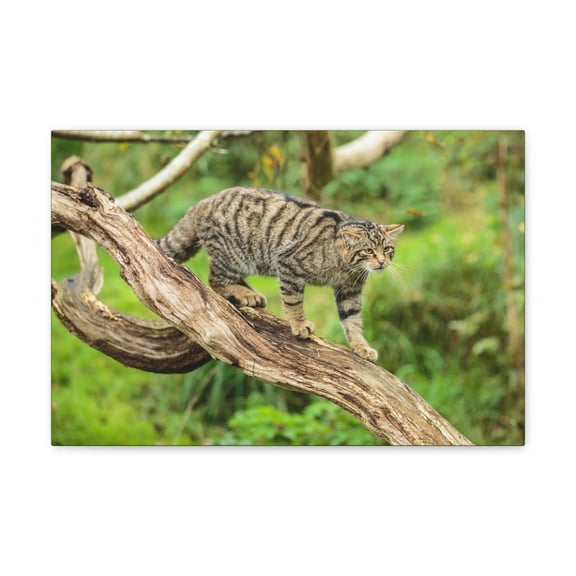 Wildcat Hunting Wildcat on Hunt Print Animal Wall Art Wildlife Canvas Prints Wall Art Ready to Hang Unframed