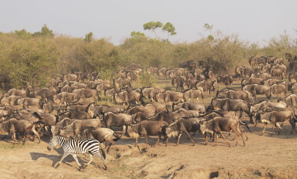 Wildebeest And Zebra Kenya Africa Canvas Art - Keith Levit  Design Pics (38 x 22)
