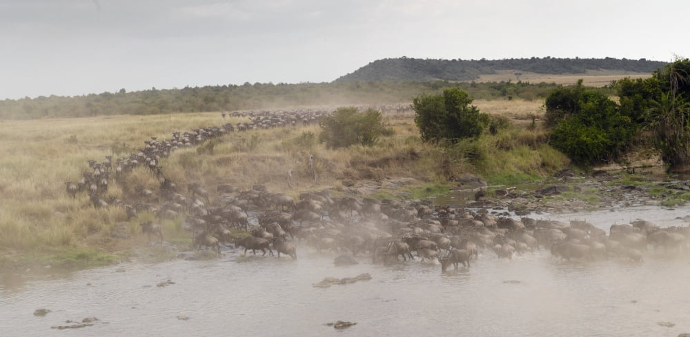Wildebeest Kenya Africa Canvas Art - Keith Levit  Design Pics (21 x 10)